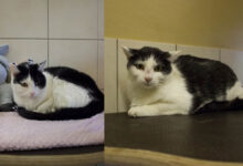 Muni und Whisky © TiKo